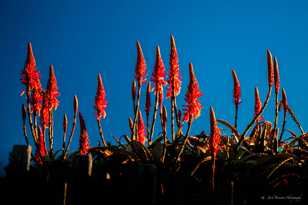 Carmel Aloes-8037.jpg